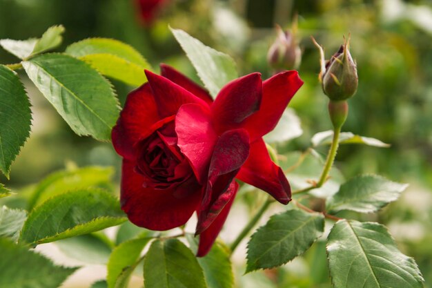 Mooie roze bloem close-up, verlichte zon