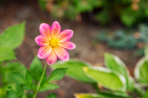 Mooie roze bloem in de tuin.