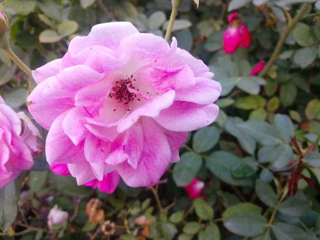 mooie roze bloem in de tuin