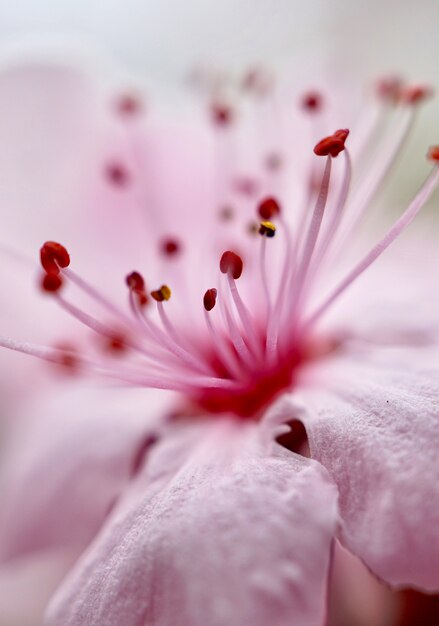 Mooie roze bloem in het voorjaar
