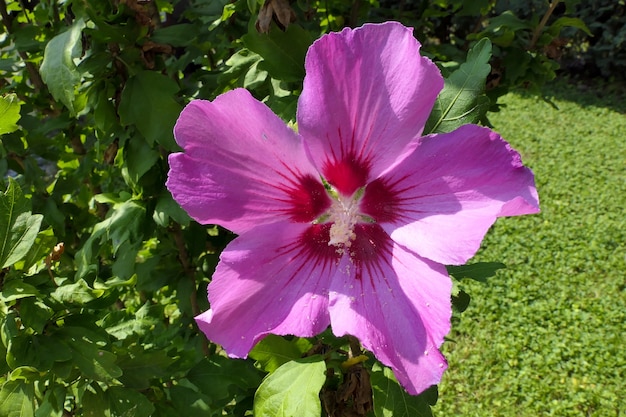 Mooie roze bloem omgeven door groene takken