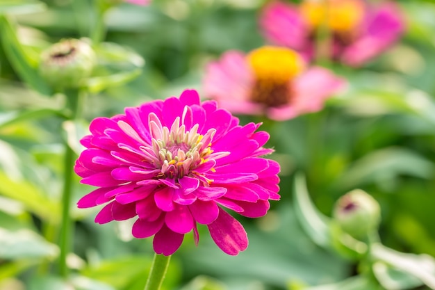 Mooie roze bloem van Zinnia.