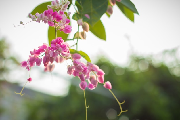 Mooie roze bloem