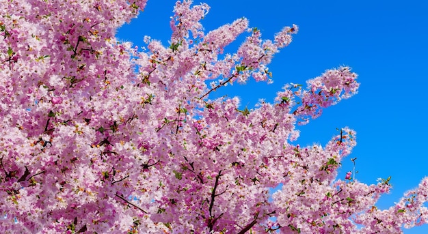 Mooie roze bloemblaadjes van Japanse bomen