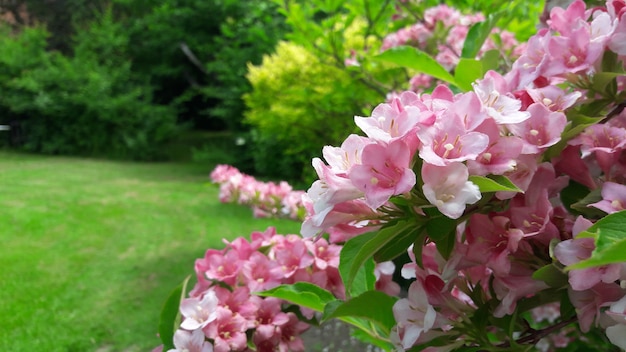 mooie roze bloemen bloeien met groene bladeren en gras achtergrond