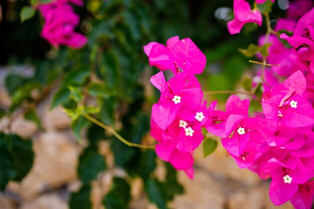 Mooie roze bloemen die in de open lucht aan de struiken groeien