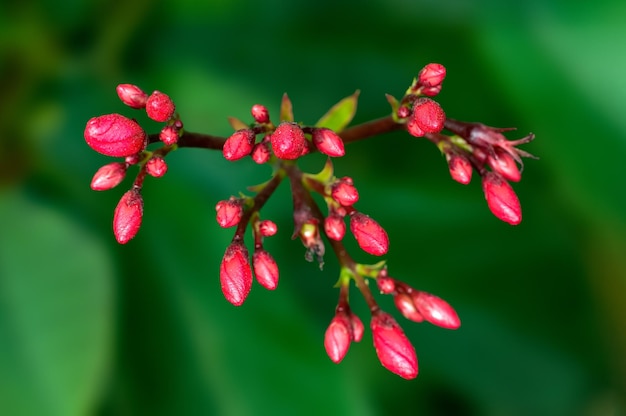 Mooie roze bloemen en knoppen op een plant