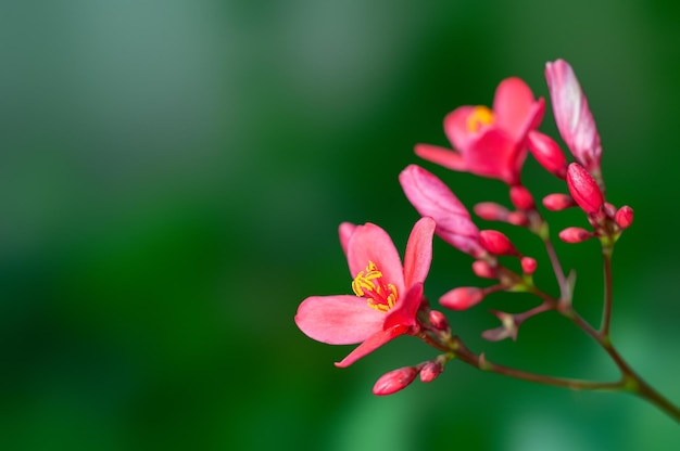 Mooie roze bloemen en knoppen op een plant