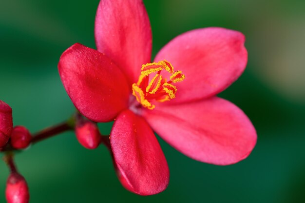 Mooie roze bloemen en knoppen op een plant