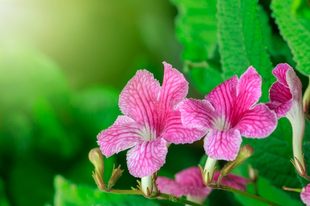 mooie roze bloemen in de tuin.