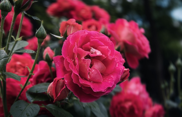 Mooie roze bloemen in de tuin