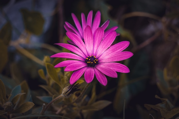 Mooie roze bloemen in de tuin