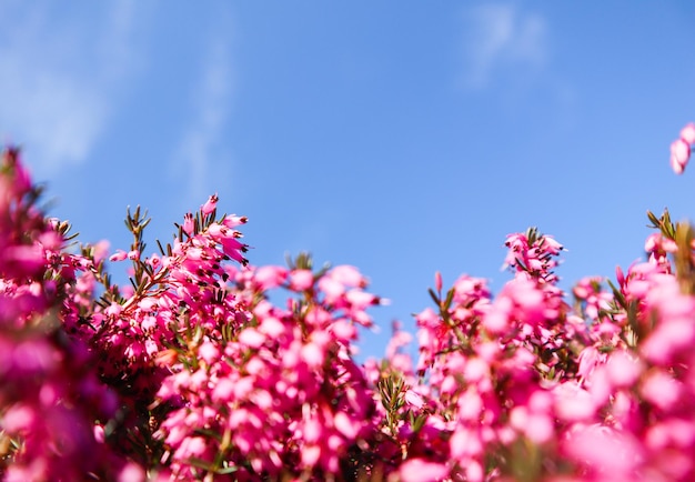 Mooie roze bloemen in het voorjaar tegen de blauwe lucht