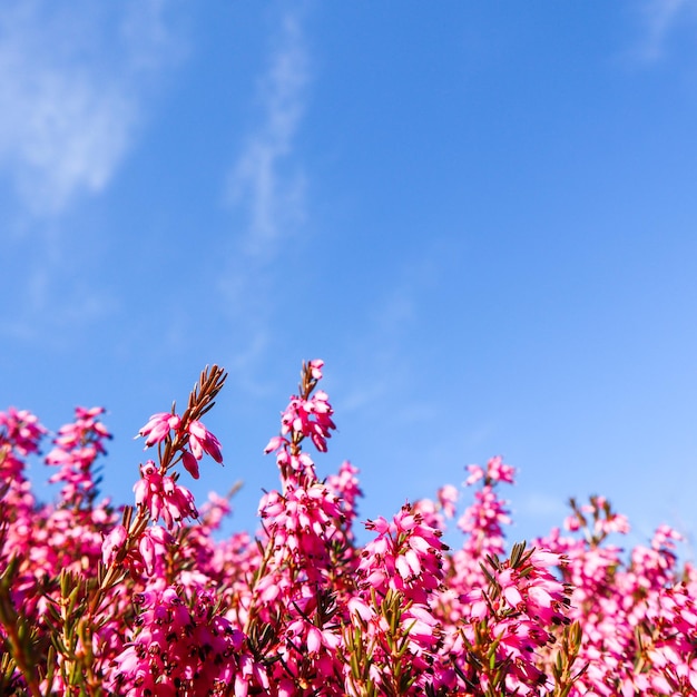 Mooie roze bloemen in het voorjaar tegen de blauwe lucht