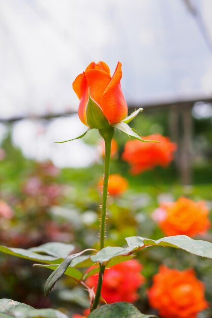 Mooie roze bloemen in kasplantage