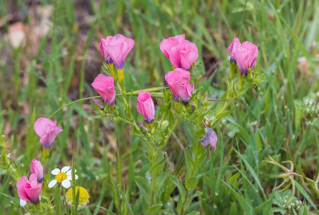 Mooie roze bloemen Lathyrus