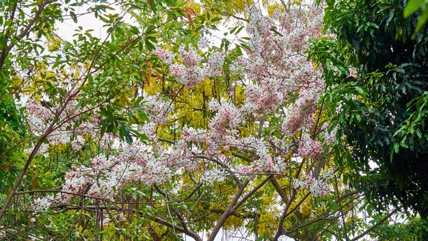 Mooie roze bloemen op een boom. Thailand.