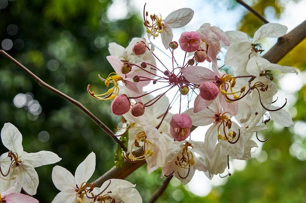 Mooie roze bloemen op een boom. Thailand.