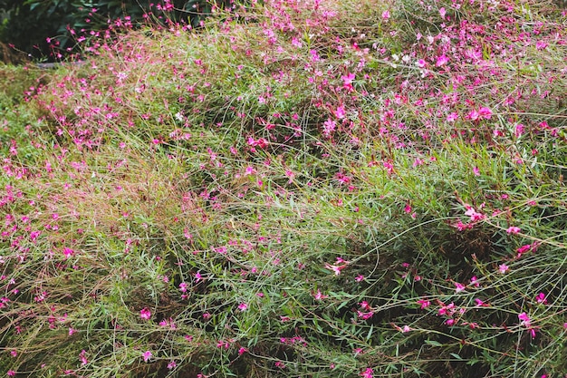 Foto mooie roze bloemen textuur achtergrond