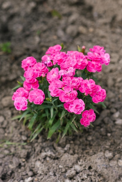 Mooie roze bloemen van border lage anjer zomertuin