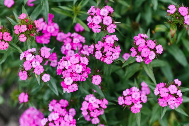 Mooie roze bloemen van Turkse anjer in de zomer in de tuin