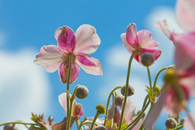 Mooie roze bloemen