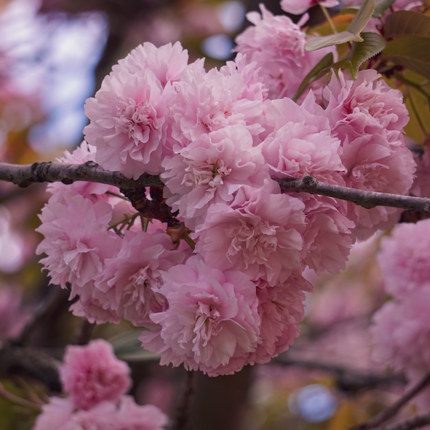 Mooie roze boom bloeit in de lente