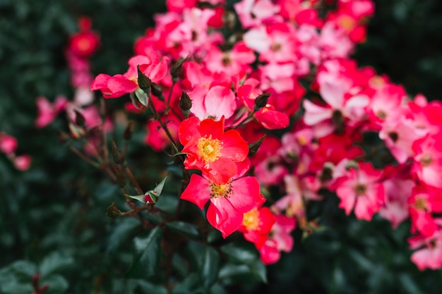 Mooie roze camelia sasanquabloemen