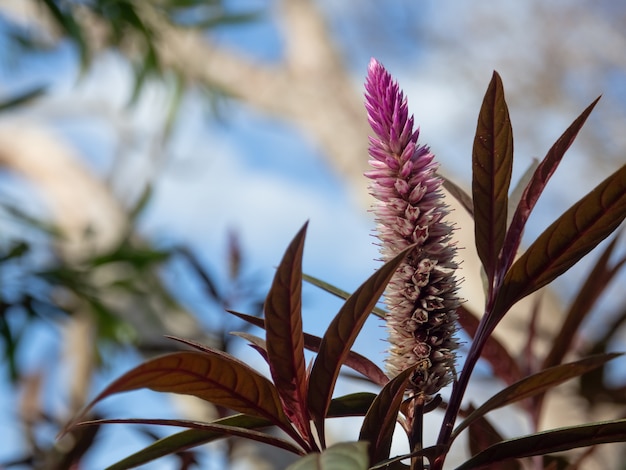 mooie roze celosia in de bergen