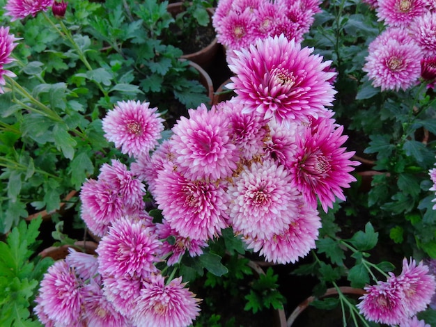 mooie roze chrysant bloemen bovenaanzicht