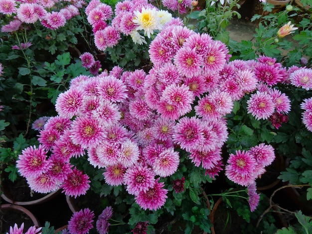 mooie roze chrysant bloemen bovenaanzicht