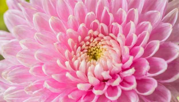 Mooie roze chrysanthemum als achtergrond close-up
