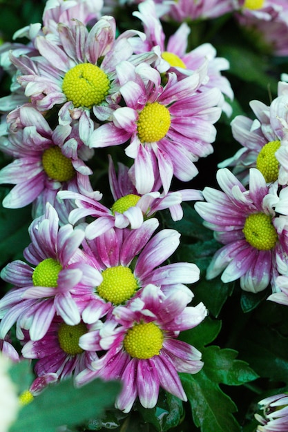 Foto mooie roze chrysanthemum in de tuin