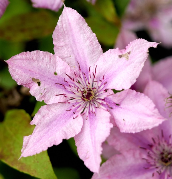 Mooie roze Clematis 'Hagley Hybrid' bloem