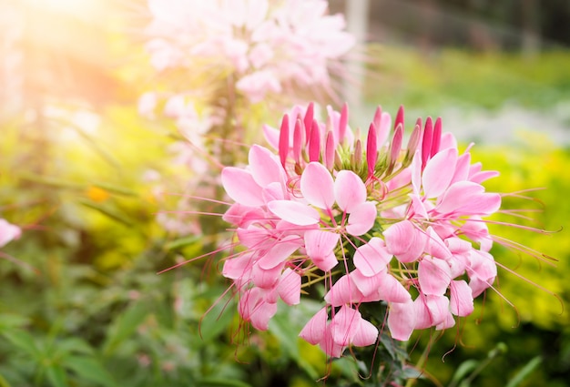 Mooie roze cleome spinosa of roze spinbloem in de tuin