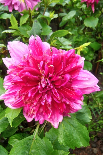 Mooie roze dahlia bloem in Indonesië