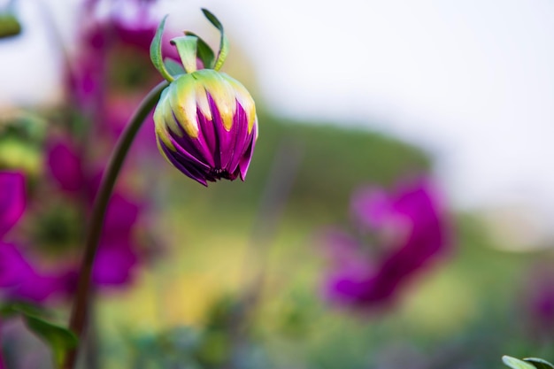 Mooie roze Dahlia bloemknop met een wazige achtergrond in de tuinboom