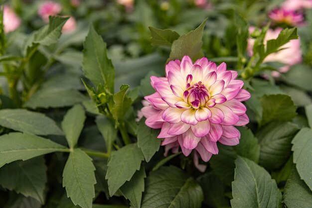 Mooie roze dahlia