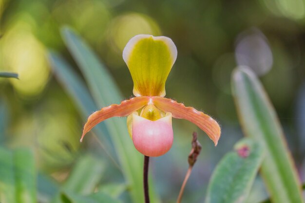 Mooie roze damesslof of paphiopedilum orchidee