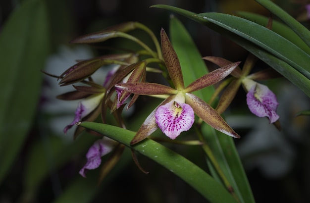 mooie roze Dendrobium-orchideebloem