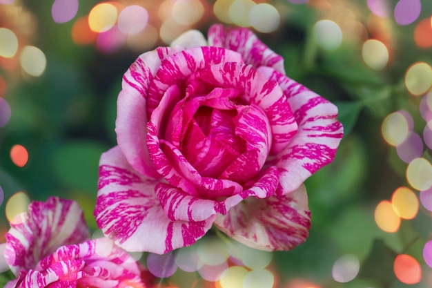 Mooie roze en wit gestreepte roos Pink Intuition Kleurrijke struik gestreepte rozen in de tuin