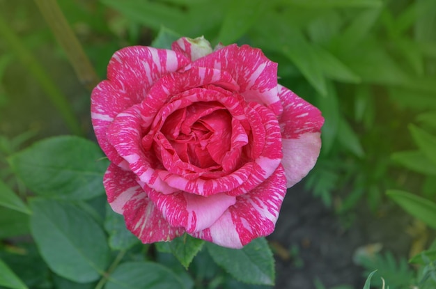 Mooie roze en wit gestreepte roos Pink Intuition Kleurrijke struik gestreepte rozen in de tuin