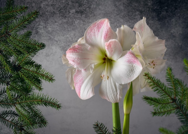 Mooie roze en witte amaryllisbloem met dennentakken als decoratie voor Kerstmis