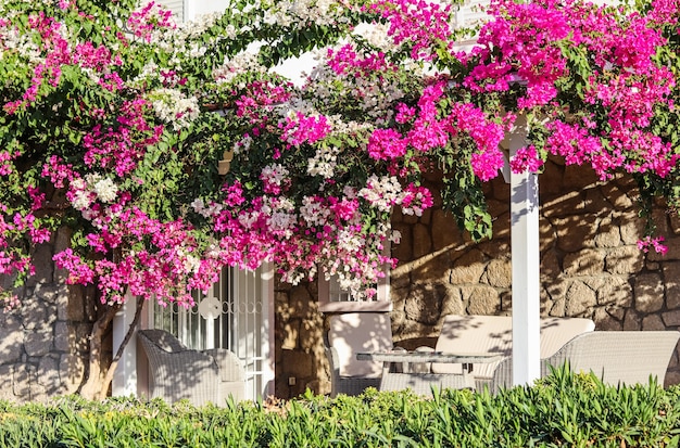 Mooie roze en witte begonville bloemen op traditionele mediterrane zomerhuisplanten in de