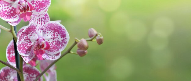 Mooie roze en witte orchidee op groene achtergrond in panoramische grootte