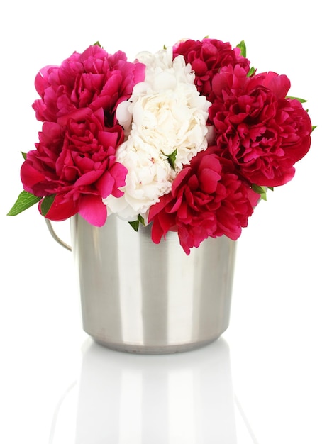 Mooie roze en witte pioenrozen in emmer geïsoleerd op wit