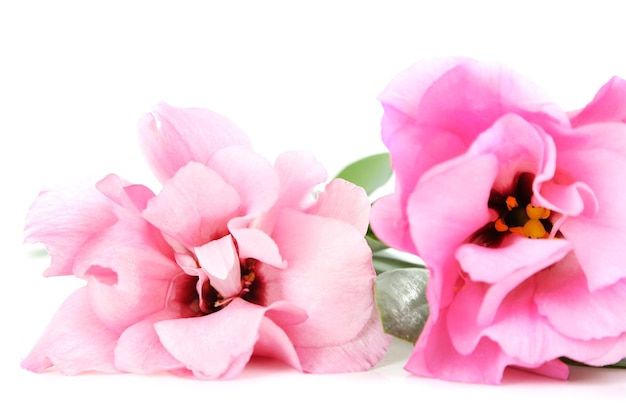 Mooie roze eustoma geïsoleerd op wit