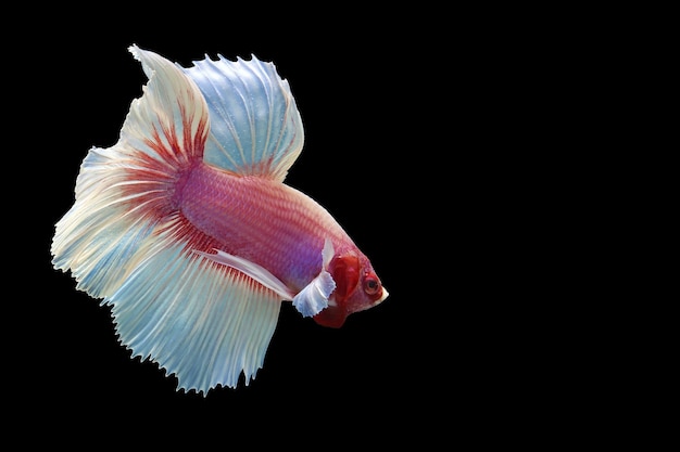 Mooie roze fancy halfmoon betta