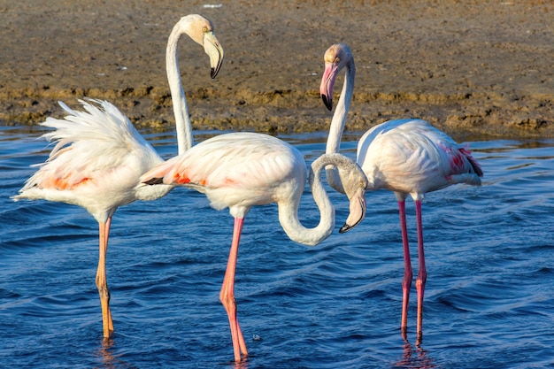 Mooie roze flamingo's die rond de lagune lopen en op zoek zijn naar voedsel