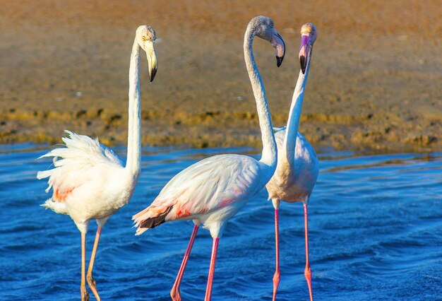 Mooie roze flamingo's die rond de lagune lopen en op zoek zijn naar voedsel